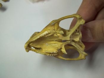Media type: image;   Herpetology R-4702